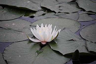 《最终幻想》系列能做成FPS吗？吉田直树表示不无可能